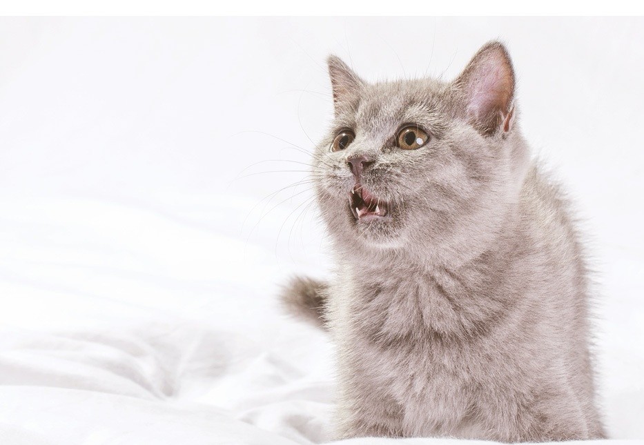 关于熊猫体育在线